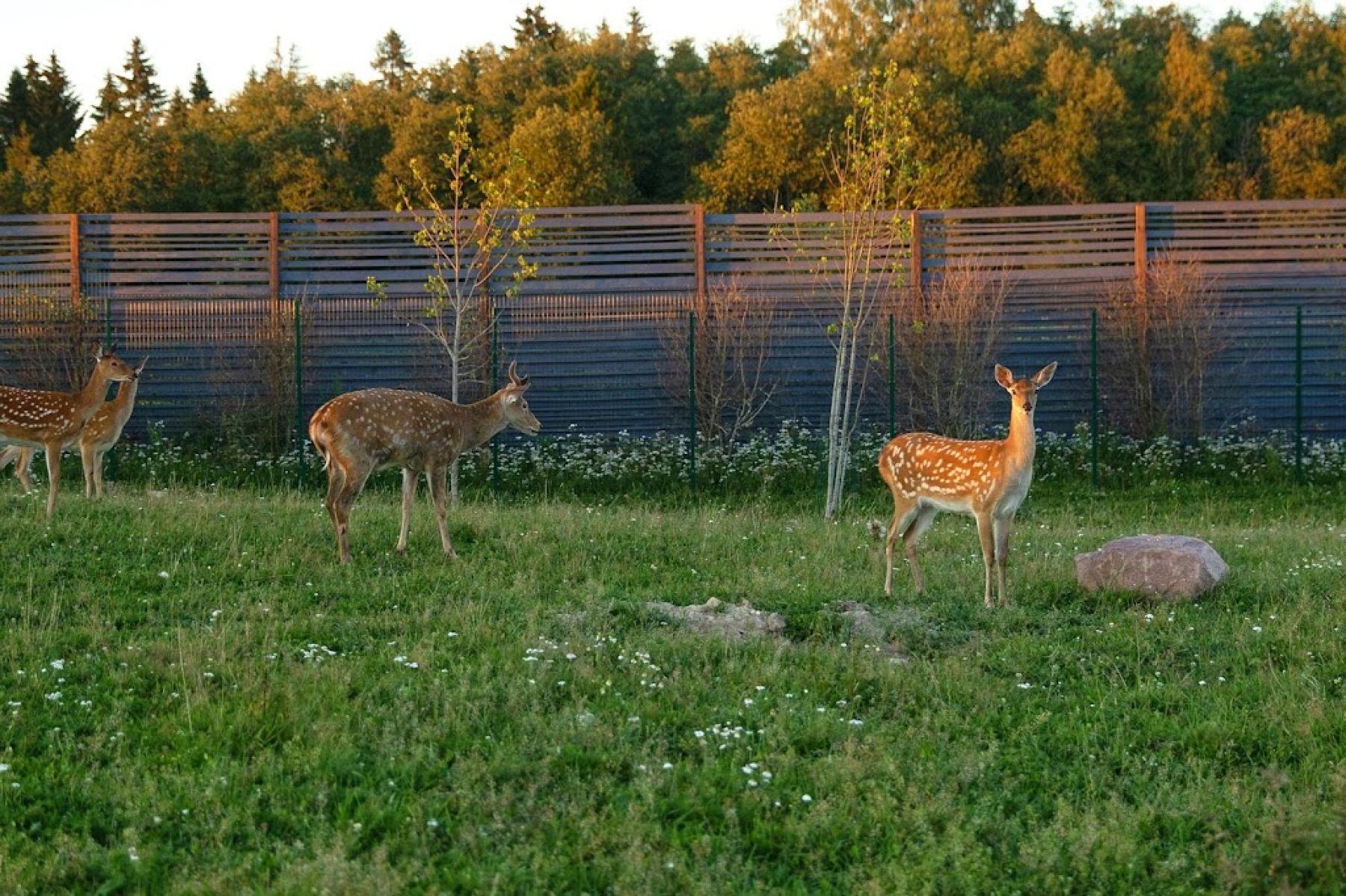 Ресторан, банкетный зал «Аренда банкетного зала "Vinity Forest" в Санкт - Петербурге» – фото №4